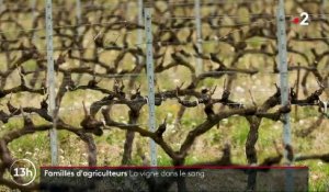 Agriculture : dans le Vaucluse, deux frères vignerons ont repris le domaine paternel