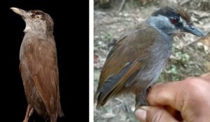 Asie : l'Akalat à sourcils noirs, un oiseau disparu depuis 170 ans, a été retrouvé à Bornéo
