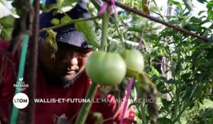 Wallis et Futuna - Le maraîchage Bio