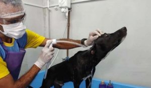 Brésil: un chien errant blessé entre dans une clinique vétérinaire pour demander de l'aide aux gens