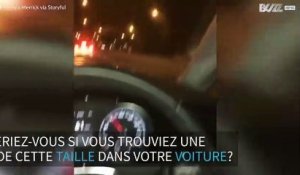 Cette araignée géante tétanise la conductrice de cette voiture