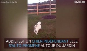 Ce chiot montre qu'elle est une grande fille en s'auto-promenant