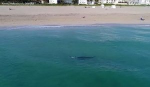 Un requin tigre nage parmi les baigneurs à Miami