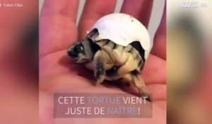 Un bébé tortue n'arrive pas à se défaire de sa coquille!