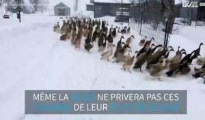 Rien n'empêchera ces canards de prendre leur petit déjeuner