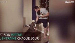 Un chien s'entraîne au muay thai avec son maître