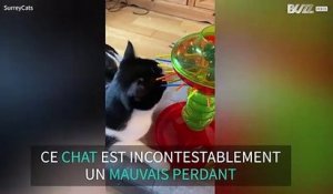 Ce chat en a eu marre de jouer et a tout détruit