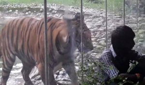 Ce tigre est bien décidé à dévorer ce touriste au zoo... tellement drôle