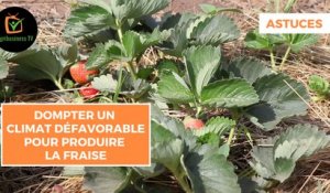 Astuces : Dompter un climat défavorable pour produire la fraise