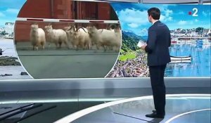 Royaume-Uni : au pays de Galles, un village envahi par des chèvres