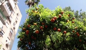 La ville de Séville recycle ses oranges en électricité