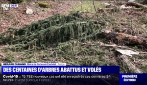 Des centaines d'arbres abattus et volés dans une forêt de l'Ariège