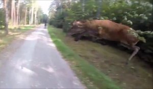 Incroyable : un cerf coupe la route à ce cycliste
