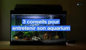 3 conseils pour entretenir son aquarium