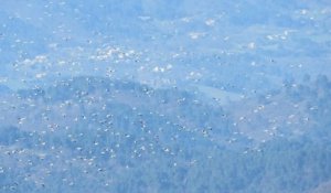 En Ardèche, un ornithologue capture le spectacle surprenant de 700 cigognes dans le ciel