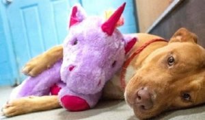Un chien tente de voler cinq fois une peluche rose en forme de licorne avant qu'un chenil la lui achète
