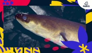 Brèves de nature sauvage à Paris : l'anguille