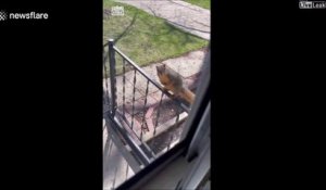 Un écureuil pas très timide vient demander à manger à la porte