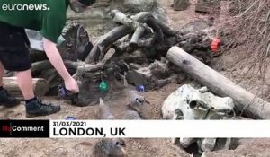 Chasse aux oeufs au zoo de Londres