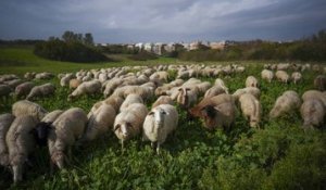 Argenteuil : des moutons caillassés et le projet d’éco-pâturage stoppé