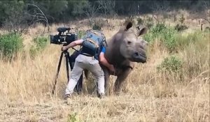 Quand un rhinocéros vient demander un gros calin à un cameraman