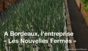 Bordeaux : L'une des plus grandes fermes en aquaponie d'Europe se prépare