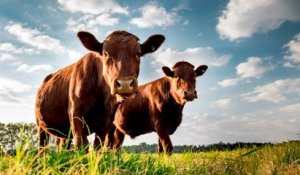 La Nouvelle-Zélande dit stop aux exportations de bétail par voie maritime
