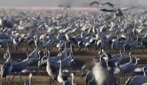 Israël: des grues cendrées envahissent le lac de Houla