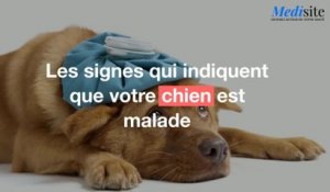 Les signes que votre chien est malade