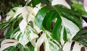 Découvrez le monstera variegata, une plante étonnante aux feuilles panachées