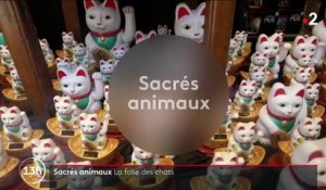 Asie : la folie autour des chats