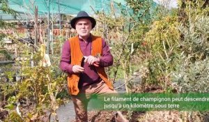 Comment planter un arbre en permaculture ?  (Vidéo)