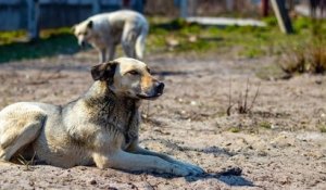 Tchernobyl : les chiens errants et abandonnés vivent en meute sur les lieux de la catastrophe