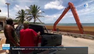 Guadeloupe : les sargasses sont de retour à Capesterre-de-Marie-Galante