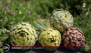 Gastronomie : à la découverte de l'artichaut du Roussillon