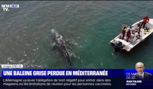 Un baleineau de 8m de long perdu en Méditerranée