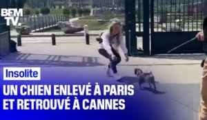 Ce chien a été enlevé à Paris et retrouvé à Cannes