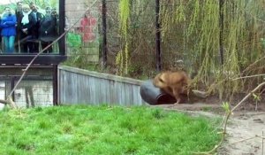 Ce lion se retrouve la tête coincée dans un baril en plastique