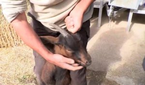 Le maire de Châteauneuf-les-Martigues prend le problème des chèvres par les cornes