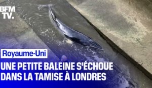 Royaume-Uni: une baleine a été retrouvée échouée dans la Tamise à Londres