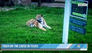 Un tigre en liberté, qui a terrifié les habitants de Houston au Texas en déambulant dans ses rues, est toujours recherché, mais son propriétaire présumé a été arrêté