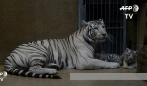 Naissance de bébés tigres blancs indiens au zoo de Liberec