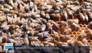 Apiculture : deux ruches d'abeilles normandes installées dans les jardins de l’Élysée