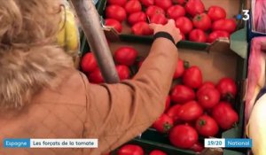 En Espagne, auprès des forçats de la tomate