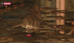 Paris est la quatrième ville la plus infestée de rats selon un classement mondial