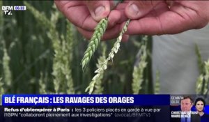 La production de blé français impactée par les orages et la grêle