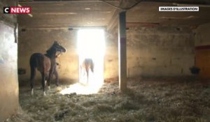 Marseille : ouverture du procès des trafiquants de viande de cheval