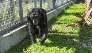 Enfermé dans un sous-sol et coupé du soleil, un chimpanzé a été sauvé par l'association PETA