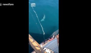 Du haut de la vigie d'un bateau, il filme un énorme requin en mer