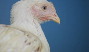 Un premier cas humain de grippe aviaire H10N3 reporté en Chine